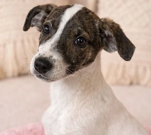 Sissi - das braune Schaf der Familie! 