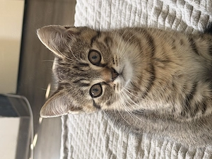 Süßer Baby-Kater sucht liebevolles Zuhause 