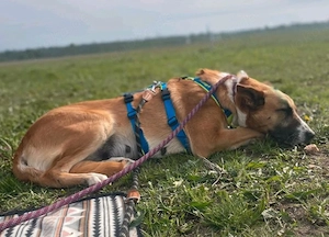 Hera - Mali Mix sucht Erfahrene Hände! Bild 2