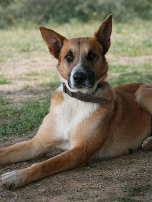 Hera - Mali Mix sucht Erfahrene Hände! Bild 3