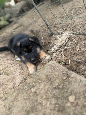 welpe sucht  zuhause ( schäferhund ) Bild 2