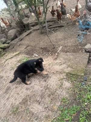 welpe sucht  zuhause ( schäferhund ) Bild 4