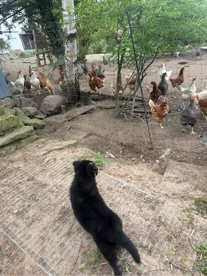 welpe sucht  zuhause ( schäferhund ) Bild 3