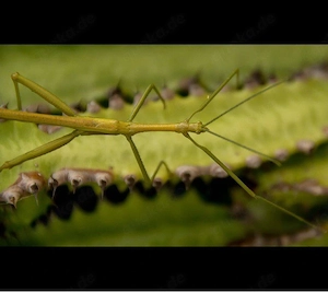 Stabschrecken zu verschenken 