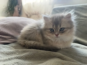 BLH BKH Kitten sucht liebevolles Zuhause