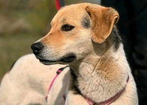 Judy - darf sie sich in dein Herz kuscheln?