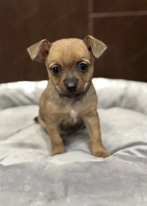 Chihuahua welpe Bild 2