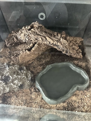 Vampierkrabben Mänchen 