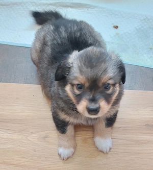 Welpen Mitte Mai abzugeben 