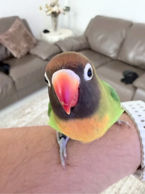 2 handzahme Agaporniden - Unzertrennliche - (Paar, 10 Monate)   Handaufzucht   inkl. Zubehör