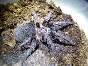 0.1 Phormictopus spec Salinas semiadult