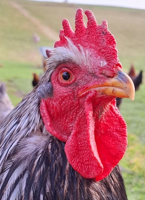 Barnevelder ssdg Hahn + 2 Mixhennen 