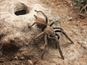 0.1 Chilobrachys spec blue Vietnam subadult