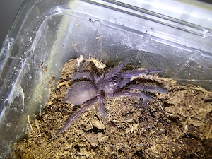 Chilobrachys natanicharum "electric blue" 2cm KL