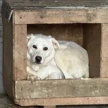 Pucki ca. 55 cm  möchte geliebt werden