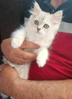 Wunderschöne BKH katze weibliche sucht ein liebevolles Zuhause in Berlin   