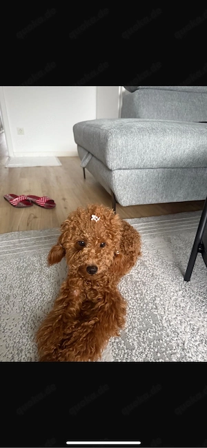 Pudel Welpe (Asiatoypudel)