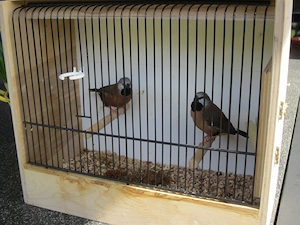 Gürtelgrasfinken        Gürtelgrasamadinen