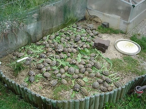 griechische Landschildkröten aus Nachzucht zu verkaufen