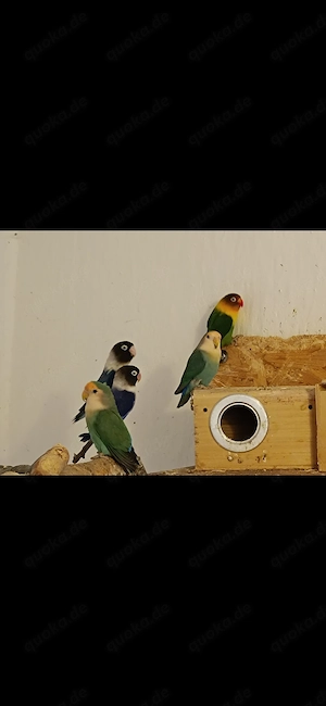 Unzertrennliche verschiedene Sorten 