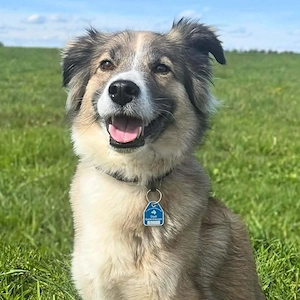 Lola - ist dynamisch&aufgeweckt 