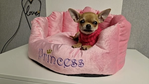 Reinrassige Chihuahua Hündin sucht Zuhause 