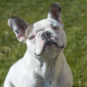 Leo - ist taub&kinderlieb 