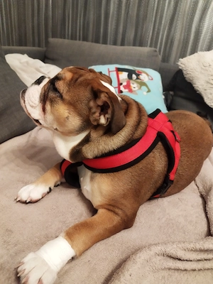 Hund Englische Bulldogge 