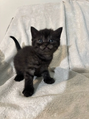 Süßes reinrassiges Britisch Kurzhaar Kätzchen Tabby sucht ab Ende Mai ein neues Zuhause