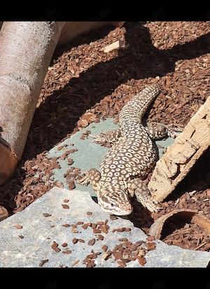 Stachelschwanzwaran Männchen Varanus acanthurus