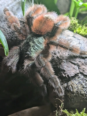 Verschiedene Vogelspinnen ( komplett 130 E ) zu verkaufen 