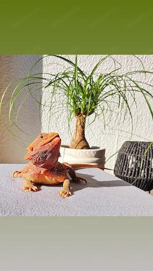 Bartagame Weibchen Red Orange Morph