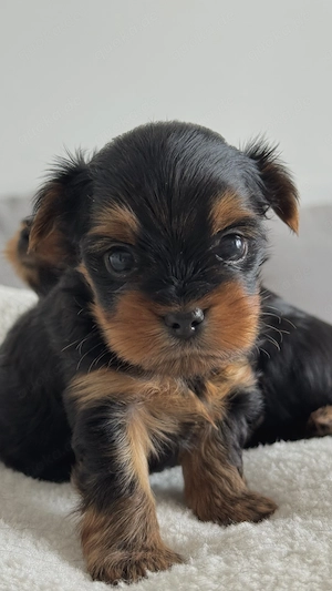  Yorkshire-Terrier Welpen Bild 6