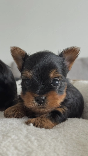  Yorkshire-Terrier Welpen Bild 4
