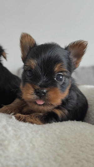 Yorkshire-Terrier Welpen