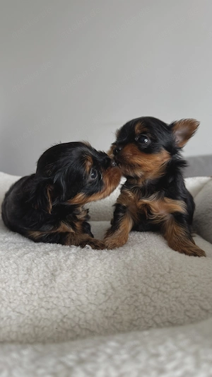  Yorkshire-Terrier Welpen Bild 3