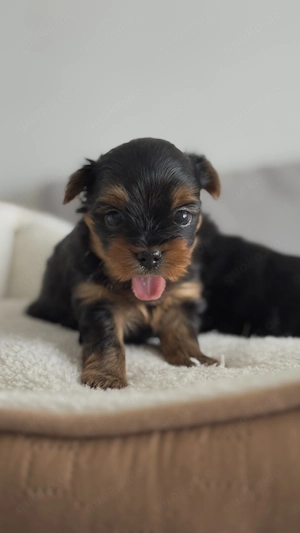  Yorkshire-Terrier Welpen Bild 5