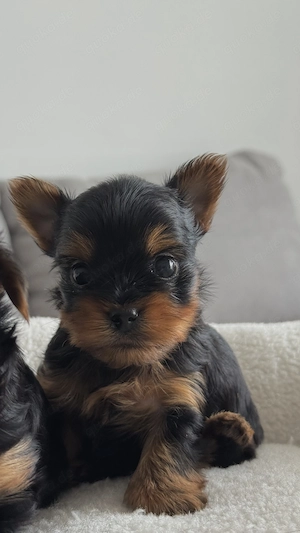  Yorkshire-Terrier Welpen Bild 2