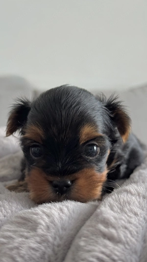  Yorkshire-Terrier Welpen Bild 7