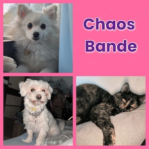 Kätzchen Kitten gesucht 