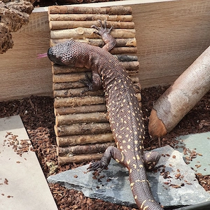 Skorpion Krustenechse 