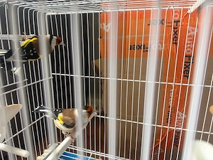 Stieglitz Mayor Paar 