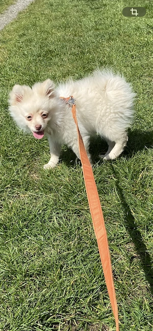 Nur noch ein ZwergSpitz Weibchen abzugeben 