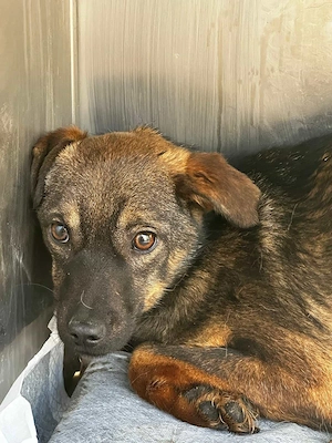 Lali ca. 40 cm   die Schüchterne