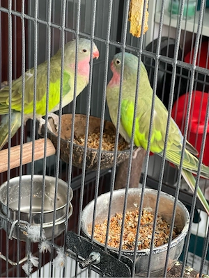 princess parots of wales vögel