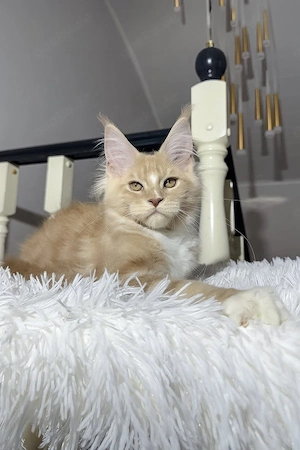 Großes, sanftes, kinderfreundliches Maine-Coon-Kätzchen (männlich, 5 Monate alt)   Familienfreundlic