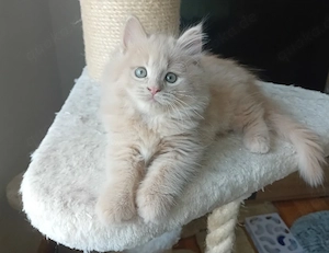Maine Coon Mix Kitten