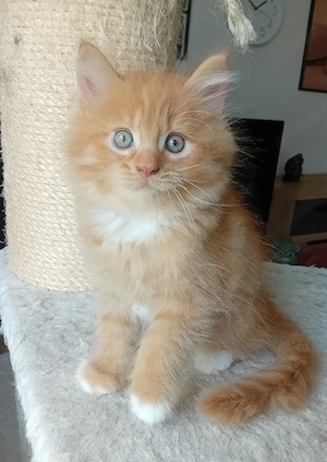 Maine Coon Mix Kitten