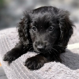 Cocker Toy Shepherd Welpen suchen ihr Traum Zuhause