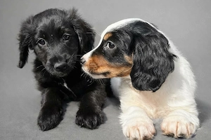 Cocker Toy Shepherd Welpen suchen ihr Traum Zuhause